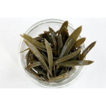 Pickled Kritamos | Manousos - 250g (pcs)
