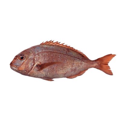 Fresh Fish Red Fagri 2G (600-800) FARM | Marmari - Φαγκρι Φαρμας (kg)