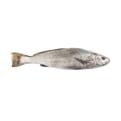 Fresh Fish Meagre 6G (2000+) FARM | Marmari - Κραναί (kg)